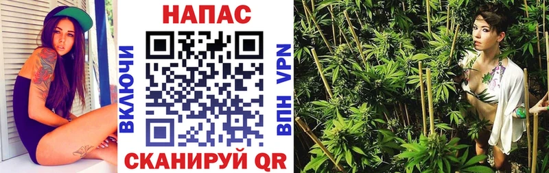 Каннабис сатива Новотитаровская